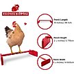 Show in main carousel: Backyard Barnyard Chicken Perch, Red slide 5 of 9