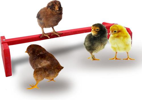 Show full view: Backyard Barnyard Chicken Perch, Red slide 4 of 9