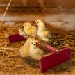 Show in main carousel: Backyard Barnyard Chicken Perch, Red slide 6 of 9