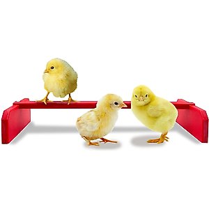 Backyard Barnyard Chicken Perch, Red