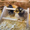 Show in main carousel: Backyard Barnyard Chick Bird Perch Mini, 1 count slide 7 of 9