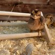 Show in main carousel: Backyard Barnyard Chick Bird Perch Mini, 1 count slide 6 of 9