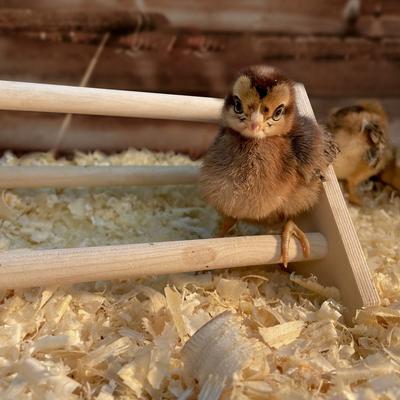 Show full view: Backyard Barnyard Chick Bird Perch Mini, 1 count slide 6 of 9