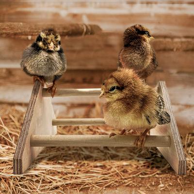 Show full view: Backyard Barnyard Chick Bird Perch Mini, 1 count slide 5 of 9