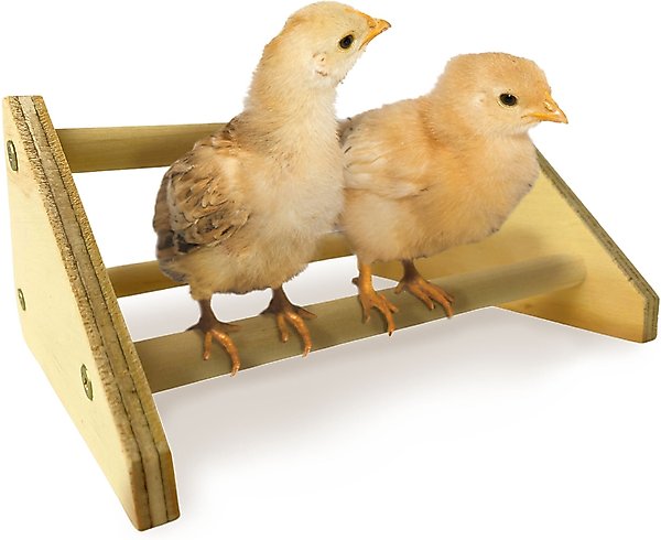 Show full view: Backyard Barnyard Chick Bird Perch Mini, 1 count slide 3 of 9