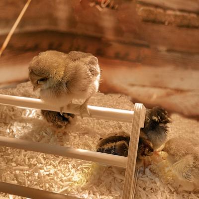 Show full view: Backyard Barnyard Chick Bird Perch slide 6 of 9