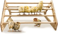 Backyard Barnyard Chick Bird Perch