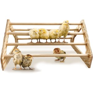 Backyard Barnyard Chick Bird Perch