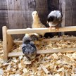 Show in main carousel: Backyard Barnyard Chicken 3 Bar Bird Perch slide 6 of 8