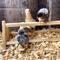 Show in main carousel: Backyard Barnyard Chicken 3 Bar Bird Perch slide 6 of 8