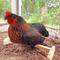 Show in main carousel: Backyard Barnyard Chicken Bird Perch, 1 count slide 4 of 8