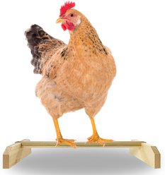 Backyard Barnyard Chicken Bird Perch, 1 count