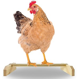 Backyard Barnyard Chicken Bird Perch, 1 count