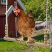 Show in main carousel: Backyard Barnyard Chicken Round Bar Bird Swing slide 6 of 9