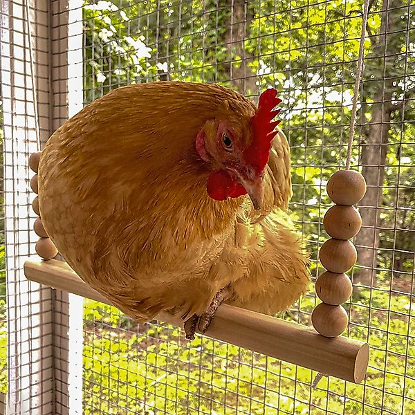 Show full view: Backyard Barnyard Chicken Round Bar Bird Swing slide 5 of 9