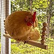 Show in main carousel: Backyard Barnyard Chicken Round Bar Bird Swing slide 5 of 9