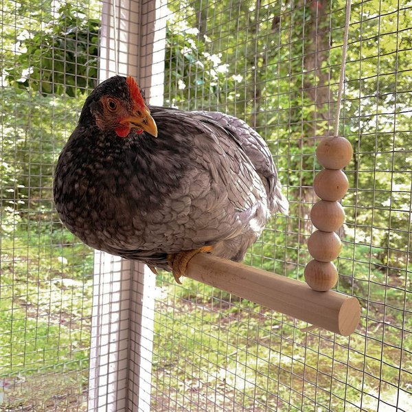 Show full view: Backyard Barnyard Chicken Round Bar Bird Swing slide 4 of 9