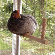 Show in main carousel: Backyard Barnyard Chicken Round Bar Bird Swing slide 4 of 9