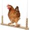 Show in main carousel: Backyard Barnyard Chicken Round Bar Bird Swing slide 1 of 9