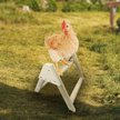 Show in main carousel: Backyard Barnyard Large Chicken Bird Perch slide 6 of 7