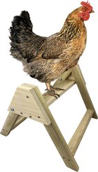 Backyard Barnyard Large Chicken Bird Perch