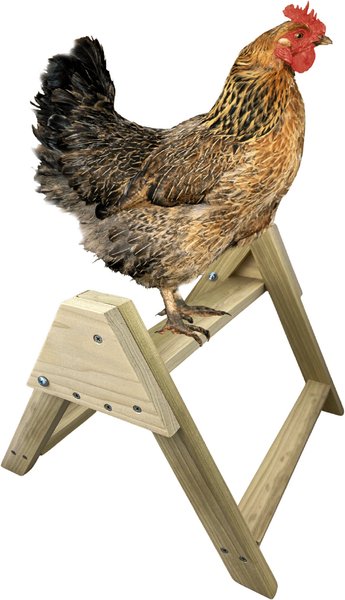 Show full view: Backyard Barnyard Large Chicken Bird Perch slide 1 of 7