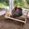 Show in main carousel: Backyard Barnyard Chicken Bird Perch Rocker slide 5 of 9