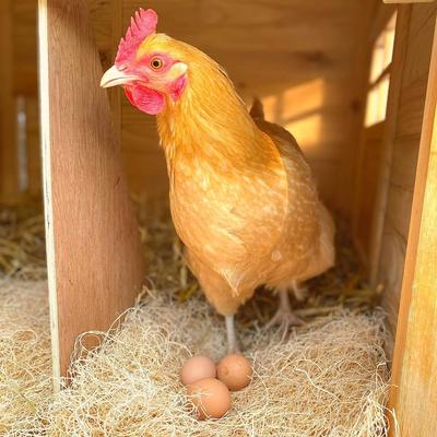 Show full view: Backyard Barnyard Chicken Poultry Nesting Pad, 12 count slide 8 of 9