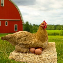 Backyard Barnyard Chicken Poultry Nesting Pad, 40 count slide 2 of 9