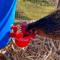 Show in main carousel: Backyard Barnyard Automatic Poultry Cup Drinker, 2 count slide 5 of 8