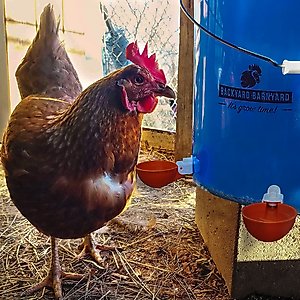 Backyard Barnyard Jumbo Automatic Poultry Cup Drinker, 6 count