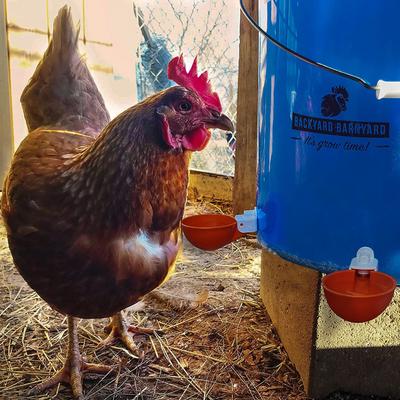 Show full view: Backyard Barnyard Jumbo Automatic Poultry Cup Drinker, 2 count slide 8 of 9