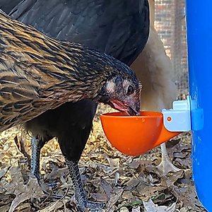 Backyard Barnyard Jumbo Automatic Poultry Cup Drinker, 6 count