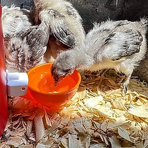 Backyard Barnyard Jumbo Automatic Poultry Cup Drinker, 6 count