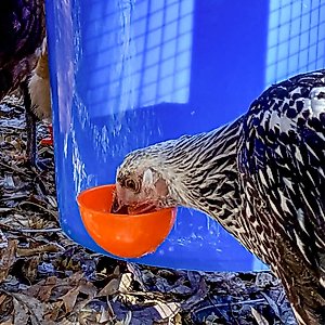 Backyard Barnyard Jumbo Automatic Poultry Cup Drinker, 6 count