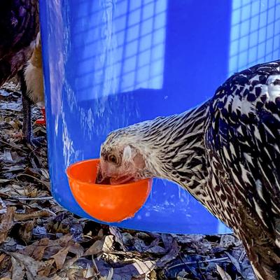 Show full view: Backyard Barnyard Jumbo Automatic Poultry Cup Drinker, 2 count slide 6 of 9