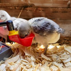 Backyard Barnyard No Peck Poultry Cup Drinker, 4 count slide 2 of 8