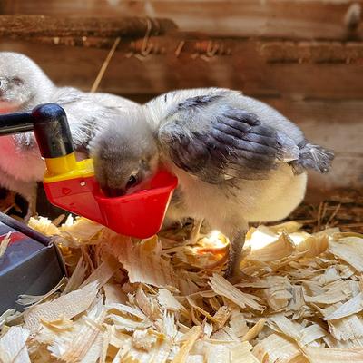 Show full view: Backyard Barnyard No Peck Poultry Cup Drinker, 4 count slide 8 of 8