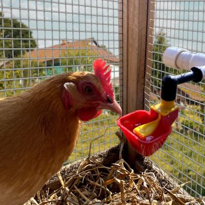Show full view: Backyard Barnyard No Peck Poultry Cup Drinker, 4 count slide 7 of 8