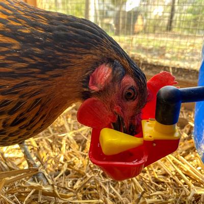 Show full view: Backyard Barnyard No Peck Poultry Cup Drinker, 4 count slide 6 of 8