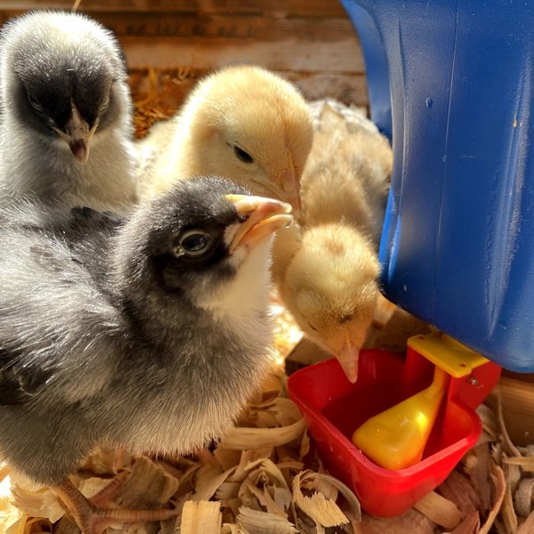 Backyard Barnyard No Peck Vertical Poultry Cup Drinker, 4 count