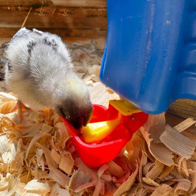 Show full view: Backyard Barnyard No Peck Vertical Poultry Cup Drinker, 4 count slide 4 of 6