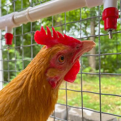 Show full view: Backyard Barnyard PVC Poultry Nipple Kit, 6 count slide 7 of 8