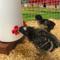 Show in main carousel: Backyard Barnyard Horizontal Chicken Water Nipple Kit, 12 count slide 8 of 9