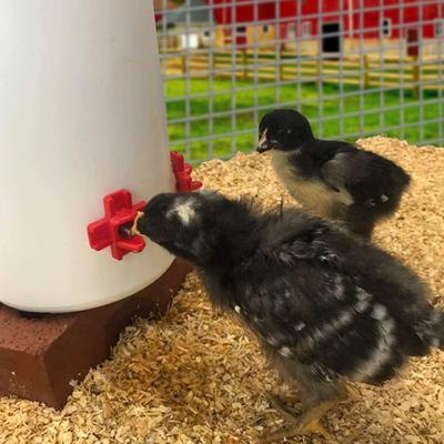 Show full view: Backyard Barnyard Horizontal Chicken Water Nipple Kit, 12 count slide 8 of 9