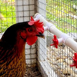 Backyard Barnyard Horizontal Chicken Water Nipple Kit, 12 count slide 2 of 9