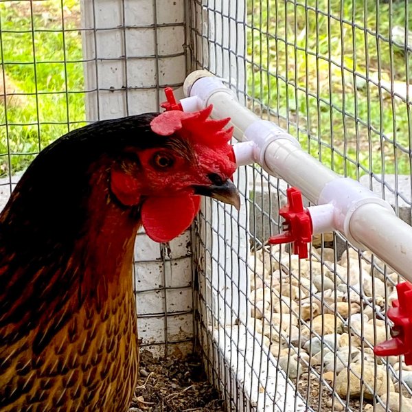 Backyard Barnyard Horizontal Chicken Water Nipple Kit