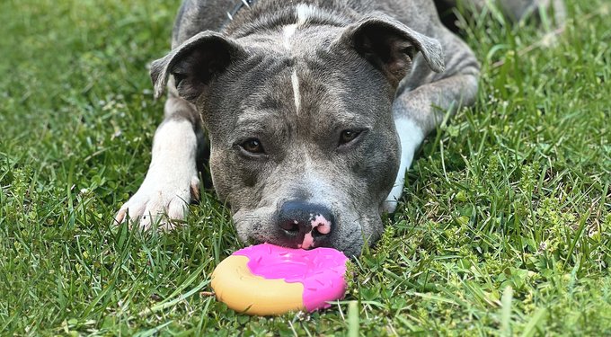 Nylabone Power Donut Bacon Glazed Flavor Tough Dog Chew Toy, Pink