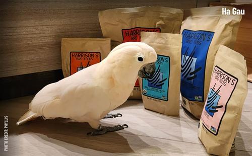 Show full view: Harrison's Bird Foods Adult Lifetime Mash Organic Powder Bird Food, 1-lb bag slide 7 of 7