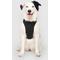 Show in main carousel: Canada Pooch Everything No Pull Dog Harness with Poop Bag Dispenser, Black, Medium slide 1 of 6